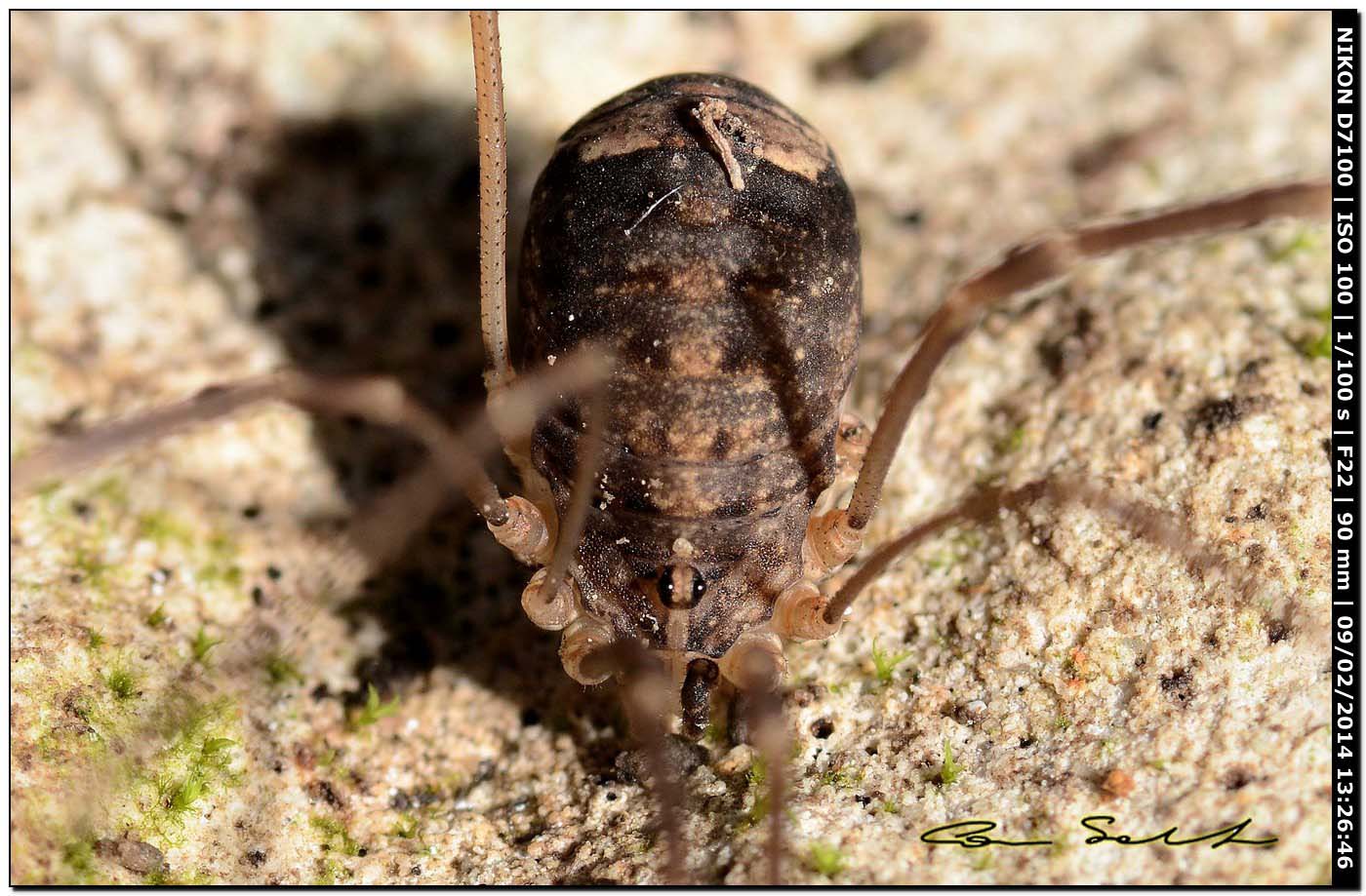 Nelima sp. ♀
